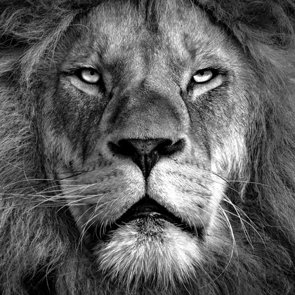 Aslan